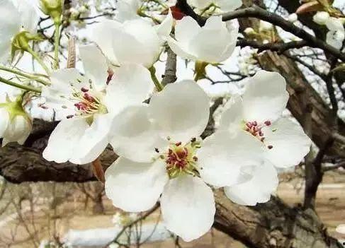 梨花落尽旧梦迟